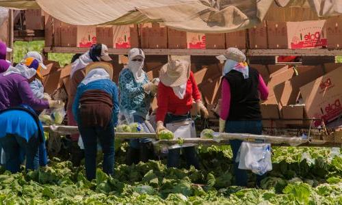 Women packing lettuce wearing heavy clothes and face coverings